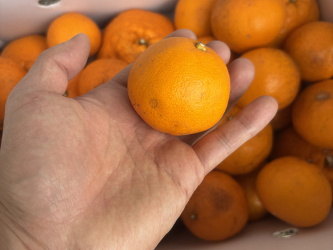 訳あり　果肉はじける！プチプチはるみ　5kg（箱込み）