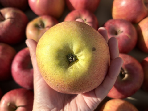 青玉 加工用 大訳あり サンふじ 5キロ箱