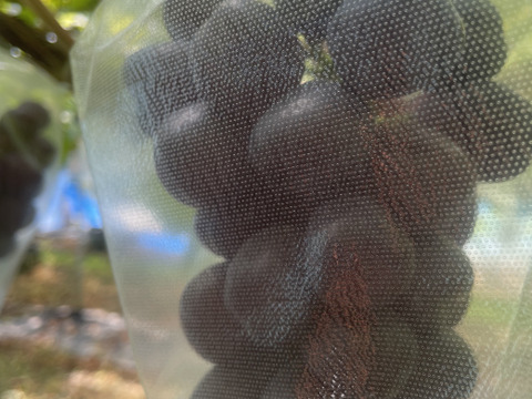 2026年秋予約販売 ★甘さ際立つ黒いマスカット「富士の輝き」 2～3房（1.2kg）ぶどう 10月出荷予定 青森県産、甘い、贈答、ギフト、家庭用にも