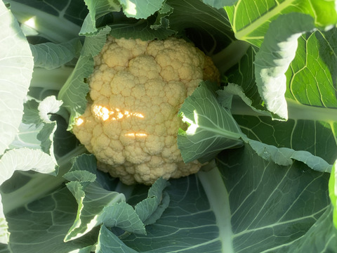 【福袋】玉ねぎ12kg🧅とその他葉物野菜など5種類以上の野菜セット
