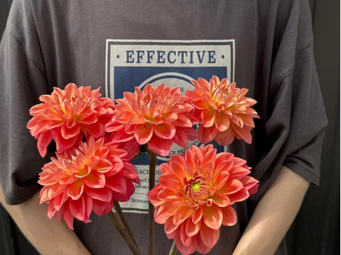 ダリア【品種: オレンジストーン】　(5本) 40~50cm