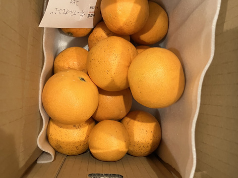 無・ネーブルオレンジ1.8kg