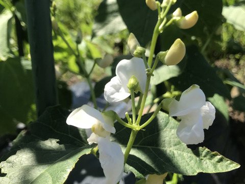 北海道産　白花豆　500g（250g✖️2p）