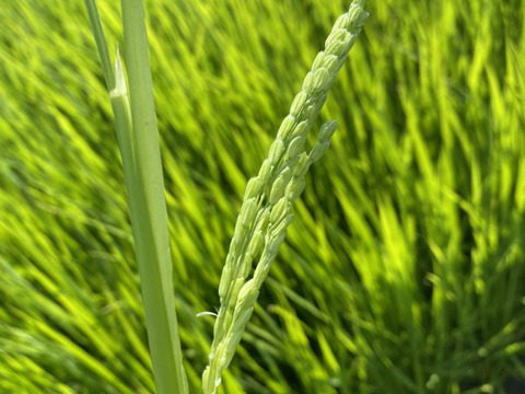 【令和7年新米】渥美半島コシヒカリ　白米9kg