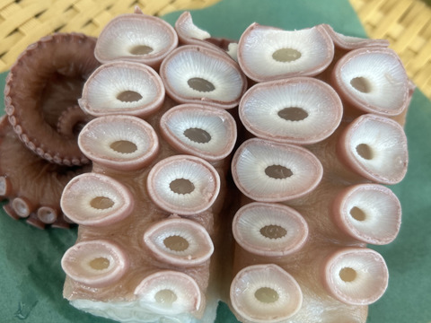 【北海道白老産】タコ串（3本）