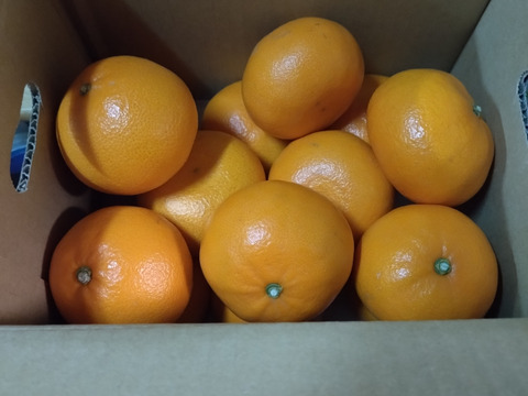 《豊作割引》【家庭用】せとか 3.5kg トロ～リ食感！柑橘の大トロ♡高級柑橘♫愛媛みかん！！