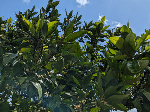 三ヶ日を代表する品種！『三ヶ日青島みかん』ご家庭用5kg