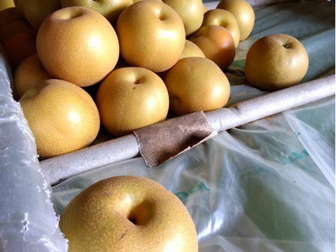 【SORA】二代目川添果樹園のジャンボ新高梨