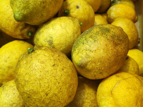 【栽培期間農薬不使用】【訳あり】大崎上島産レモン2kg