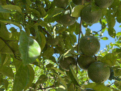 《農薬不使用》かぼす発祥の地/臼杵市産/香り高いかぼす《大分一号》1kg