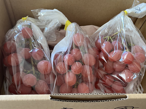 訳ありB品】サンシャインレッド（色薄め・房形不揃い・味は正規品同等