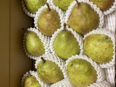こだわり栽培 3kg ラ・フランス　家庭用　10〜15玉入り　生食・加工用どちらでも　山形県産西洋梨ラフランス