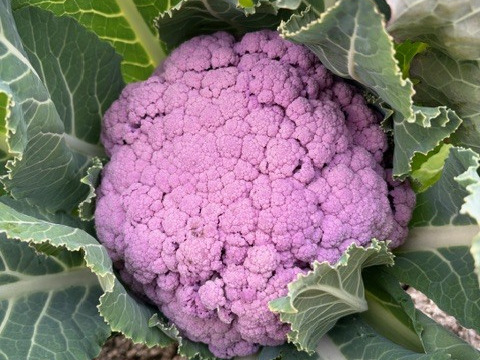 【訳あり】京都府産　美しすぎる山城の紫カリフラワー　2株