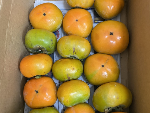 【送料500円引き】
🍁秋の恵み🍂《橋本ふるさと便》　
和歌山橋本の柿ご家庭用5キロ約20コ入り