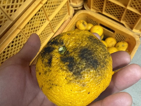 もったいない　　訳あり柚子　我夢舎羅村　4.5キロ