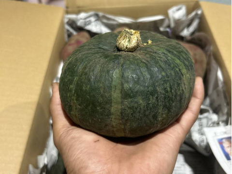 秋の収穫祭 ハロウィン企画 数量限定】有機JAS 南阿蘇産さつまいも