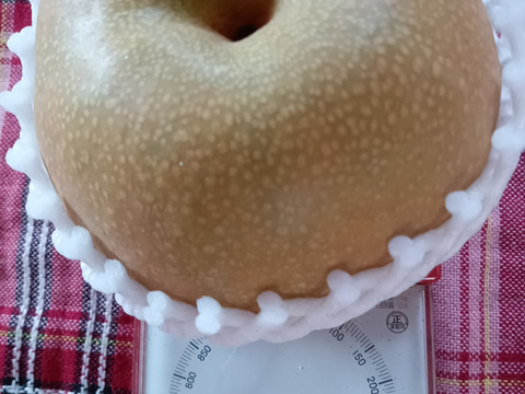 糖度13以上 BIGサイズ美味しい豊水梨5㎏箱 8～12個入り