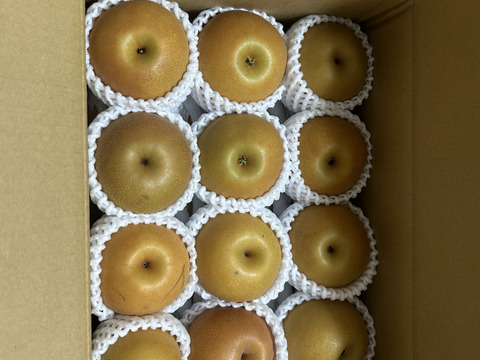 梨　南水　ご好評販売中　お徳用訳あり　家庭用　2.8キロコース　信州オリジナルの梨（12個から13個入り）