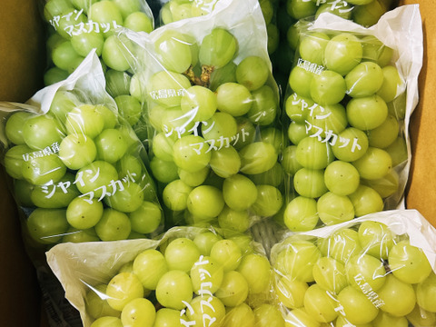 【カナダ人農園主の真心を込めた】シャインマスカット約５ｋｇ以上（ご家庭用）