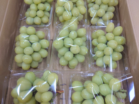 【今だけ訳アリお買い得】シャインマスカット2.8ｋｇ箱(８パック入り)