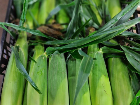 トウモロコシ　群馬県産　訳あり　12本