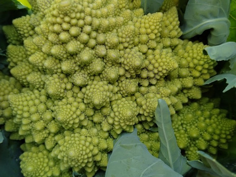 北海道産ロマネスコ　6㎏（8～9玉）