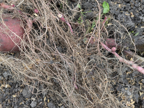 じゃがいも２種食べ比べ/アンデスレッド2.5kg/デジマ2.5kg/計５kg【栽培期間中農薬不使用】数量限定