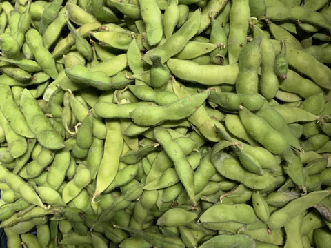 恋姫👍丹波篠山の早生枝豆250g✖️5パック ❣️黒枝豆と違った旨味☀️