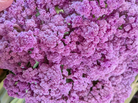 🟣🟡🟢３色セット🟢🟡🟣