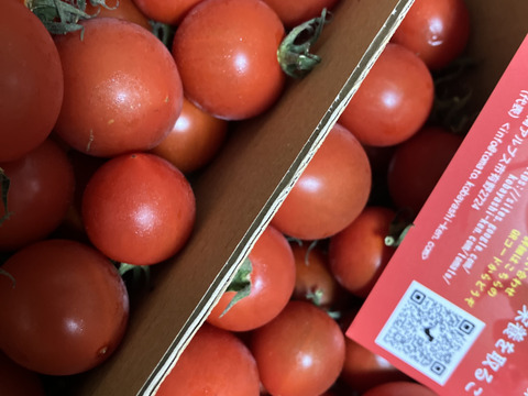 食べ出したら止まらない※おいし～甘～いトマ糖※フルティカ糖度９度以上※１ｋｇ