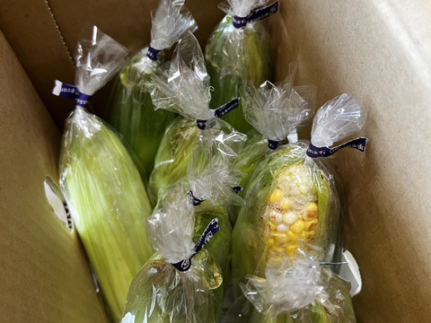 まるでフルーツ！果汁あふれる人気とうもろこし ドルチェドリーム10本