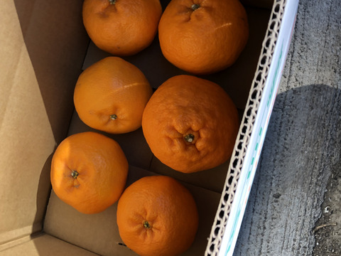 富士山が見える畑で育てた　大粒はるみみかん、完熟ポンカンの食べ比べセット　4.5kg 【柑橘食べ比べ】