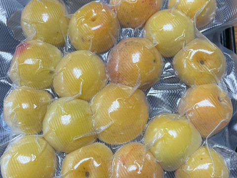 限定3個！【冷凍完熟梅】自然栽培 農薬不使用の樹上完熟梅！1キロ