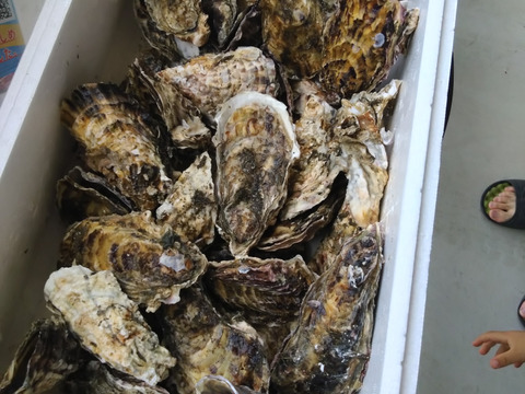 【期間限定10％値引き販売中】🦪 生食用４ｋｇ 殻付き 牡蠣 （28〜55粒）牡蛎 殻付き牡蛎 kaki カキ 松島牡蠣屋 BBQに最適🔥 海産物 オイスター 😋生牡蠣