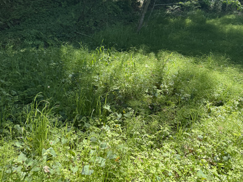 【旬の味覚】5月上旬まで自然農法栽培でパクチー600g以上 & 季節の山草山菜もサービスセット。香りの良い美味しいたっぷりのパクチーと共に季節の山菜などサービスでお入れしてお届け致します。
