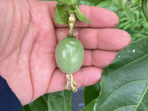 大分県玖珠郡産パッションフルーツ・りり恋【5～8個、贈答・ご自宅用】