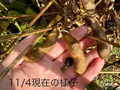 【福袋】🎍新豆 丹波黒豆（黒大豆）500g 有馬温泉の麓より極上のお豆さん🫘土づくりにこだわった低農薬栽培の最高傑作🌟 丹波黒大豆 丹波黒豆 丹波黒 黒豆 黒大豆《12月中旬頃〜発送・お買い得📣！》