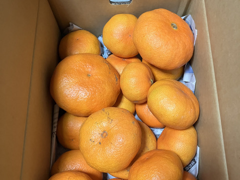 プリプリ＆シャキシャキ食感！甘平　5ｋｇ
