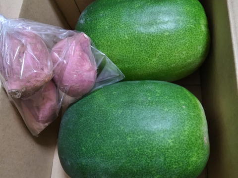 《トロトロスープに！》こばさんちのミニ冬瓜３KG ２~３玉 長崎県五島列島産 農薬化学肥料不使用　とうがん