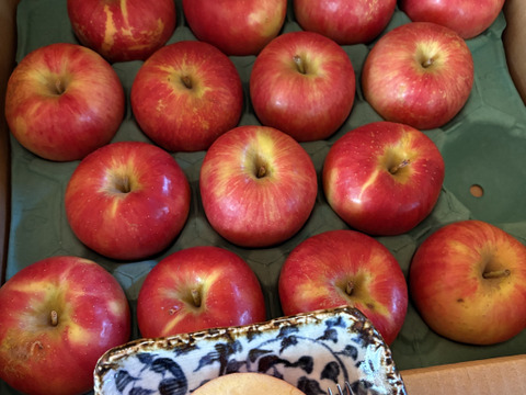 16ケースできました！【りんごの概念変わります】見た目は悪いです！奥州ロマン 訳あり品 5キロ箱 15玉から33玉くらい ID12924 長野 信州 安曇野 リンゴ 幻 幻のリンゴ  希少  甘い