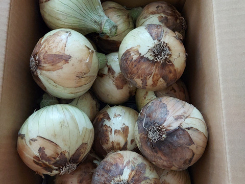 【祝!3年連続金賞🏆】淡路島新玉ねぎ5kg