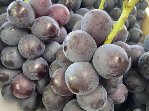 【訳あり】山梨県産藤稔 粒パック300ｇ×4個