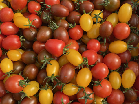 【食べ比べ2kgセット】🍅完熟トマト1.5kg(8〜12玉)・カラフルミニトマト500gの食べ比べセット🍅総量2kg