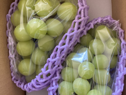 🟢家庭用🟢ちょっぴり訳あり★朝どれ種なしシャインマスカット★【2025年★８月下旬〜順次発送】約１kg大きさお任せ(2〜3房)★生産量日本一の山梨県産★通常配送　沖縄県 北海道注文不可