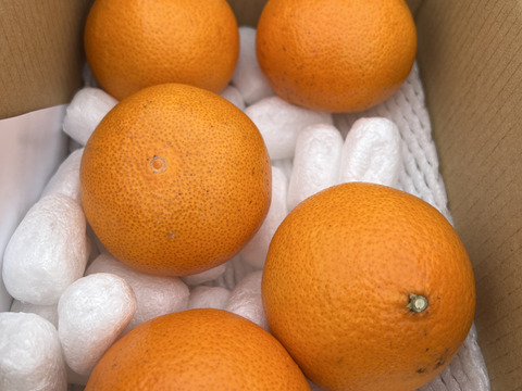 新品種「愛プリンセス」