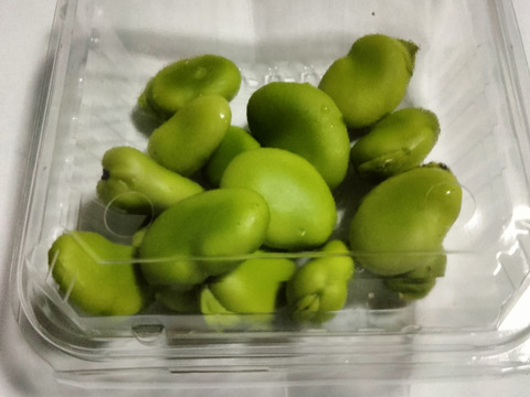 長崎県産ソラマメ1.8kg