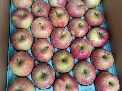 おすすめ№1✨すぐに発送🚚お得な訳ありご家庭用🍎サンふじ10kg🍎特別栽培認証取得✨低農薬 葉とらずりんご【大家族またはお裾分けにたっぷりほしい方用】