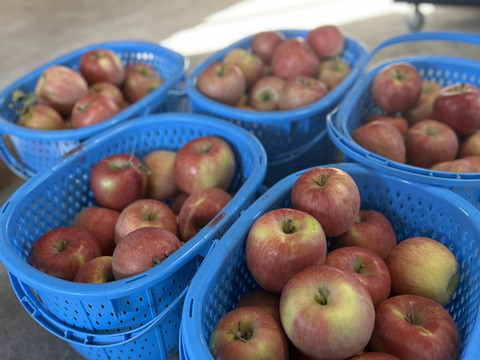 【人気品種】🍎早生ふじ約3キロ🍎8〜12玉《家庭用》ID284719