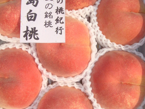 川中島白桃の予約　【夏ギフト】晩夏の銘桃 8月下旬発送　ご贈答用コース　2.8キロ　長野県ならではの桃シリーズ