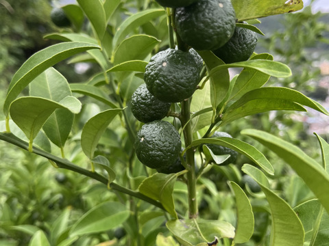 【農薬不使用】黄色く色づいてきたシークヮーサー500g